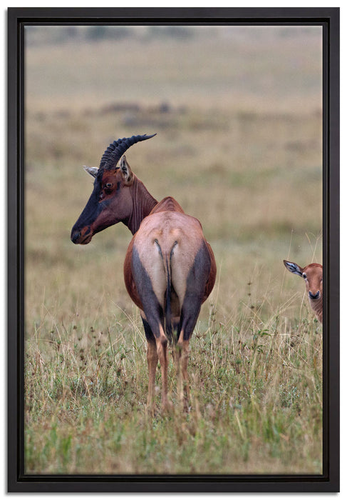 rote Kuhantilope mit Jungtier auf Leinwandbild gerahmt Größe 60x40