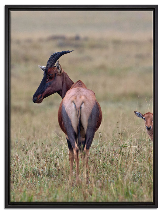 rote Kuhantilope mit Jungtier auf Leinwandbild gerahmt Größe 80x60