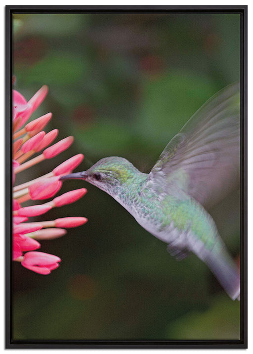 Kolibri an Blüte auf Leinwandbild gerahmt Größe 100x70