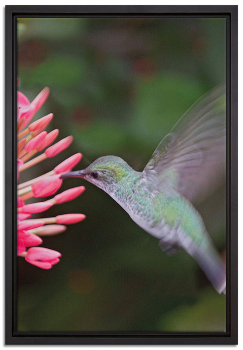 Kolibri an Blüte auf Leinwandbild gerahmt Größe 60x40