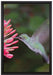 Kolibri an Blüte auf Leinwandbild gerahmt Größe 60x40