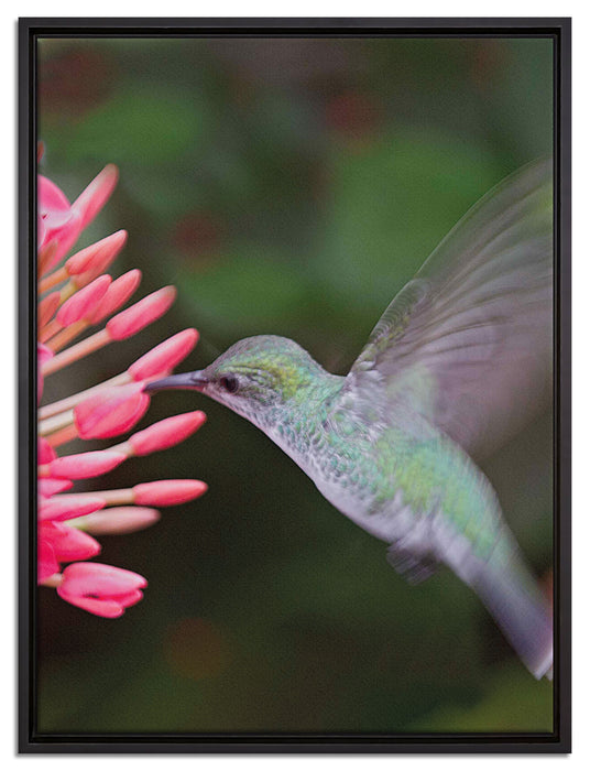Kolibri an Blüte auf Leinwandbild gerahmt Größe 80x60