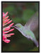 Kolibri an Blüte auf Leinwandbild gerahmt Größe 80x60