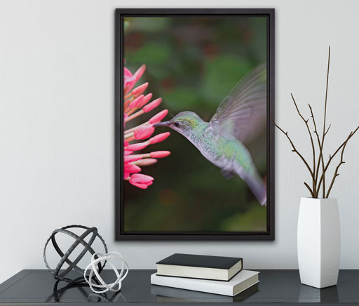Kolibri an Blüte auf Leinwandbild gerahmt mit Kirschblüten