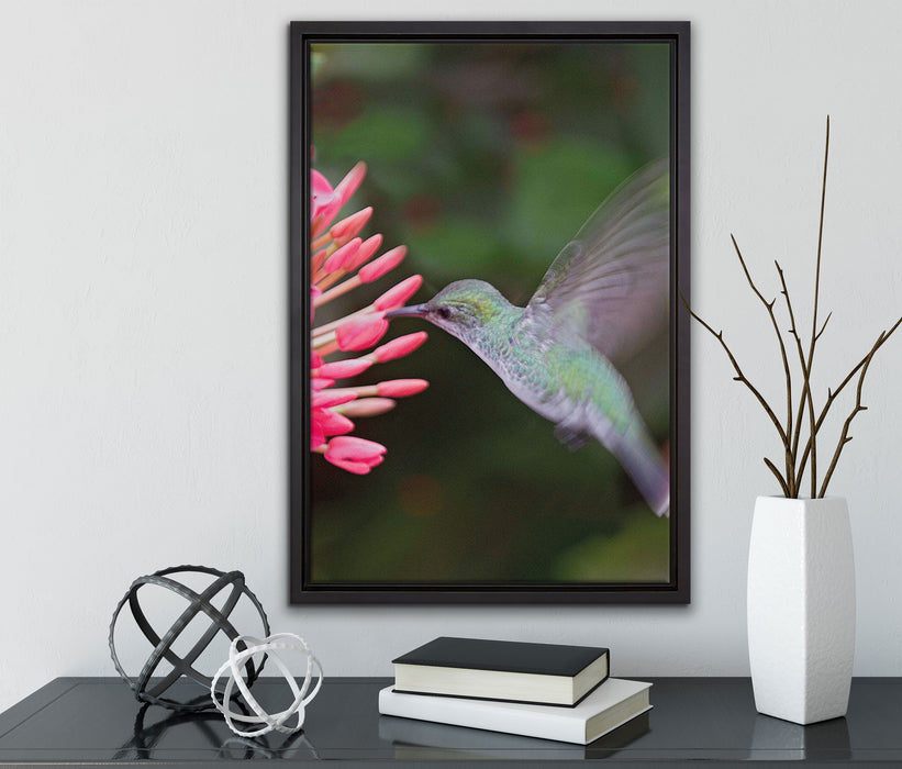 Kolibri an Blüte auf Leinwandbild gerahmt mit Kirschblüten