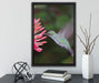 Kolibri an Blüte auf Leinwandbild gerahmt mit Kirschblüten