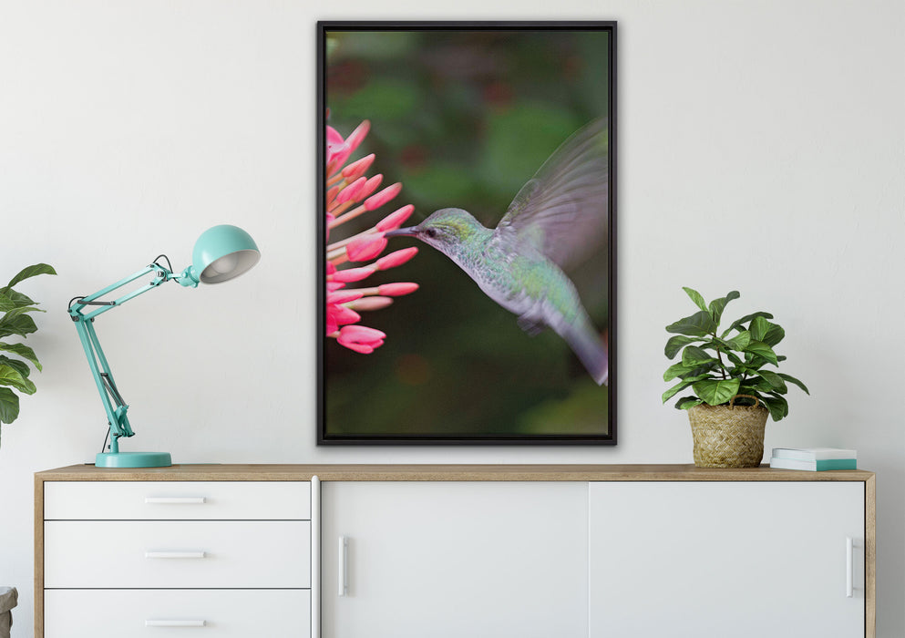 Kolibri an Blüte auf Leinwandbild gerahmt verschiedene Größen im Wohnzimmer