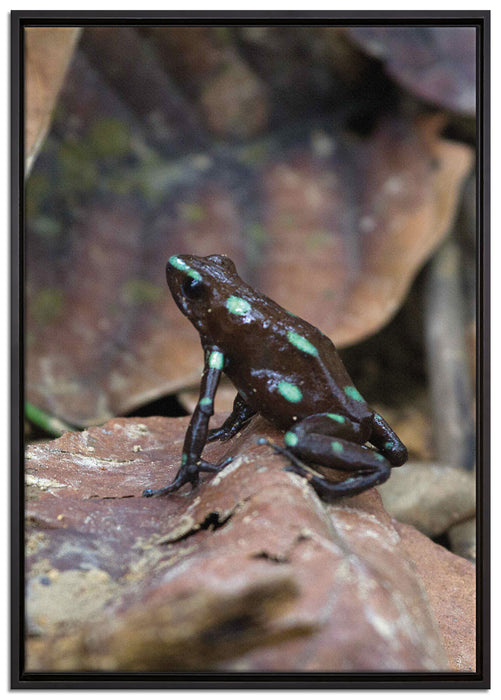 Baumsteiger Frosch auf Leinwandbild gerahmt Größe 100x70