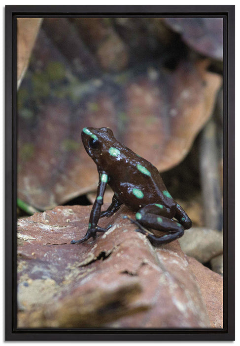 Baumsteiger Frosch auf Leinwandbild gerahmt Größe 60x40