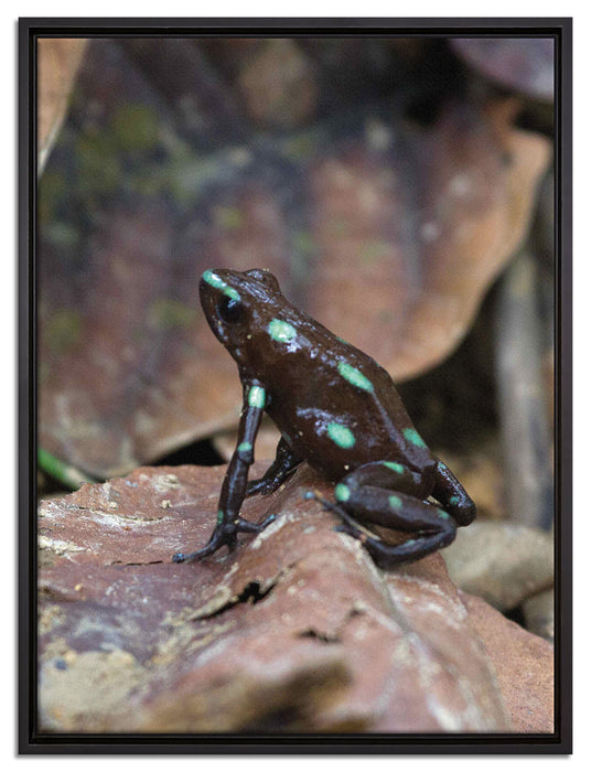 Baumsteiger Frosch auf Leinwandbild gerahmt Größe 80x60