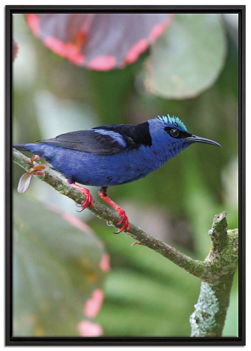 Türkisnaschvogel auf Ast auf Leinwandbild gerahmt Größe 100x70