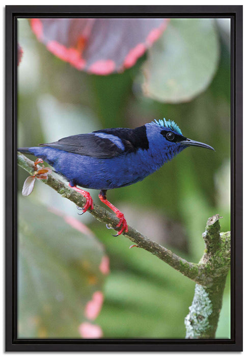 Türkisnaschvogel auf Ast auf Leinwandbild gerahmt Größe 60x40