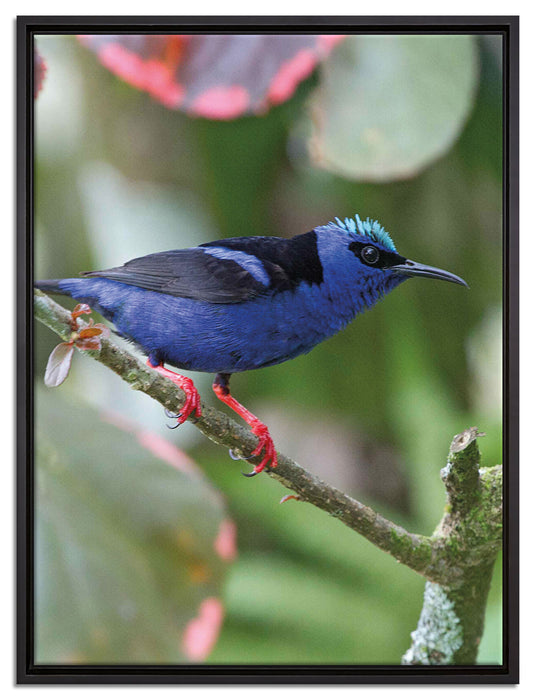 Türkisnaschvogel auf Ast auf Leinwandbild gerahmt Größe 80x60