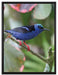 Türkisnaschvogel auf Ast auf Leinwandbild gerahmt Größe 80x60