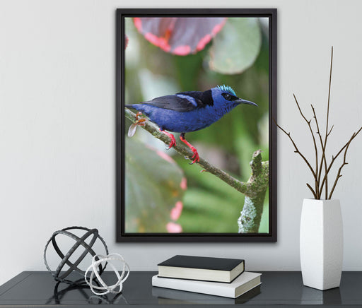 Türkisnaschvogel auf Ast auf Leinwandbild gerahmt mit Kirschblüten