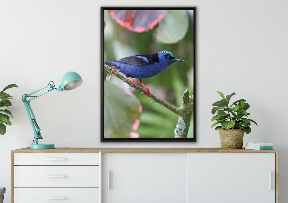 Türkisnaschvogel auf Ast auf Leinwandbild gerahmt verschiedene Größen im Wohnzimmer