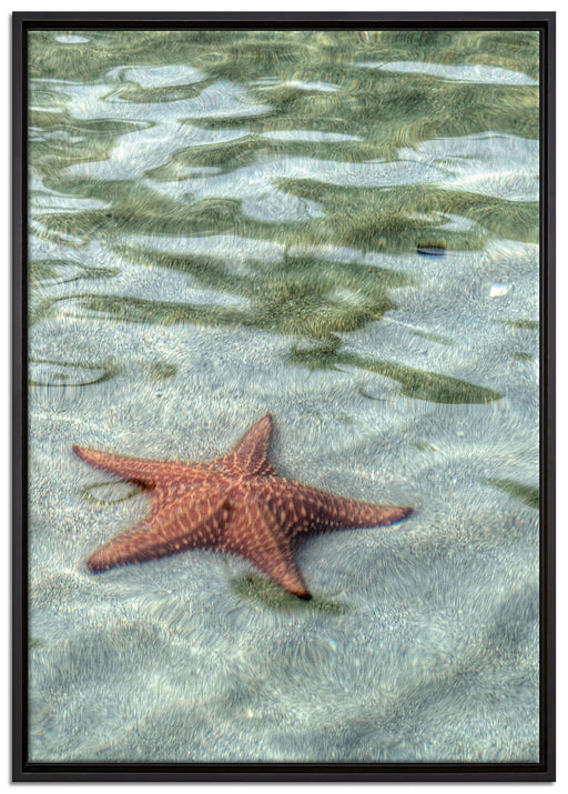 Seestern im klaren Wasser auf Leinwandbild gerahmt Größe 100x70