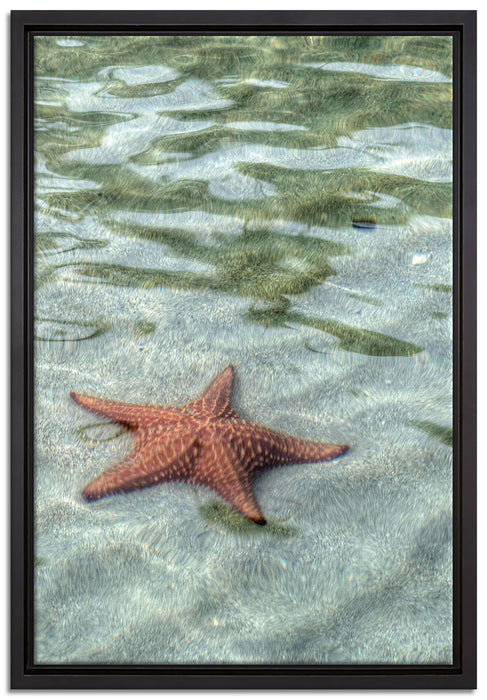 Seestern im klaren Wasser auf Leinwandbild gerahmt Größe 60x40
