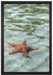 Seestern im klaren Wasser auf Leinwandbild gerahmt Größe 60x40