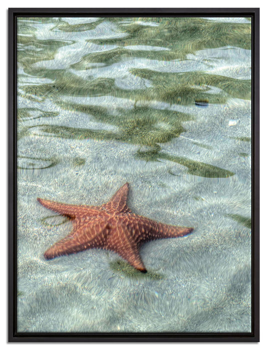 Seestern im klaren Wasser auf Leinwandbild gerahmt Größe 80x60