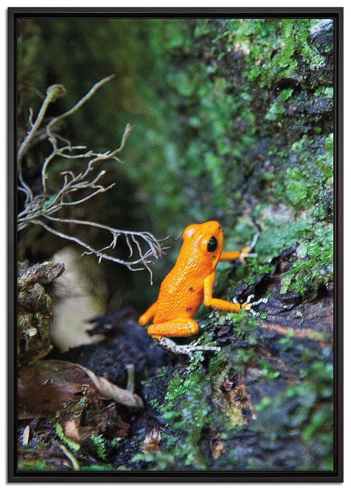 hochgiftiger kleiner Frosch auf Leinwandbild gerahmt Größe 100x70