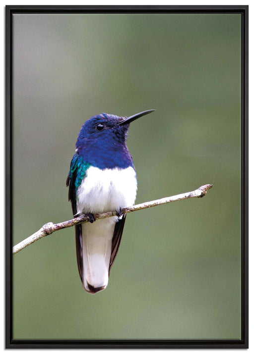 kleiner farbenfroher Vogel auf Leinwandbild gerahmt Größe 100x70