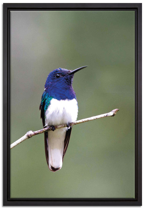 kleiner farbenfroher Vogel auf Leinwandbild gerahmt Größe 60x40