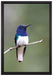 kleiner farbenfroher Vogel auf Leinwandbild gerahmt Größe 60x40
