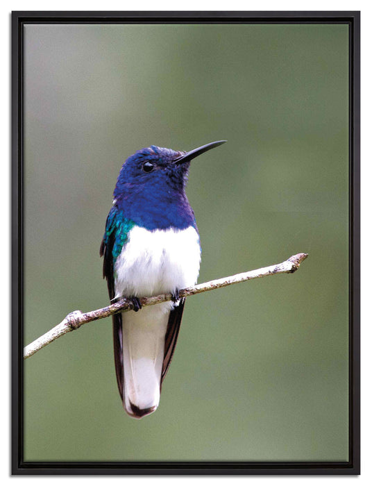 kleiner farbenfroher Vogel auf Leinwandbild gerahmt Größe 80x60