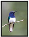 kleiner farbenfroher Vogel auf Leinwandbild gerahmt Größe 80x60