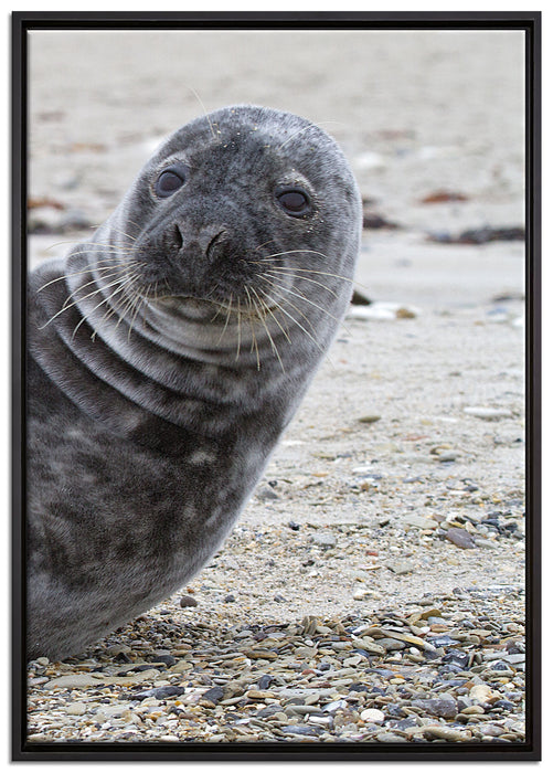 Robbe an Kiesstrand auf Leinwandbild gerahmt Größe 100x70
