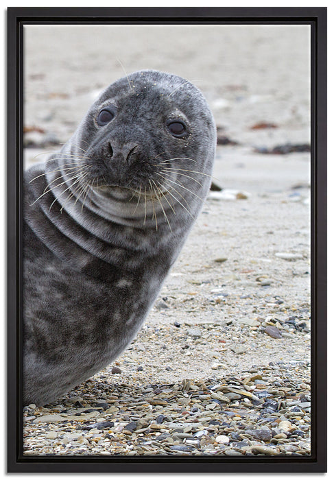 Robbe an Kiesstrand auf Leinwandbild gerahmt Größe 60x40