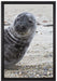 Robbe an Kiesstrand auf Leinwandbild gerahmt Größe 60x40
