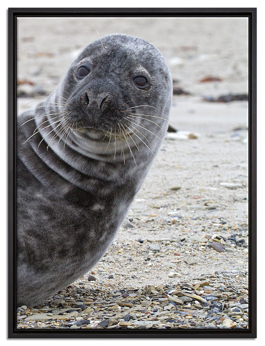 Robbe an Kiesstrand auf Leinwandbild gerahmt Größe 80x60