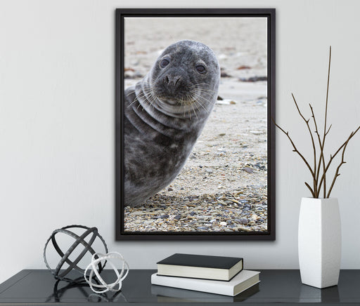 Robbe an Kiesstrand auf Leinwandbild gerahmt mit Kirschblüten
