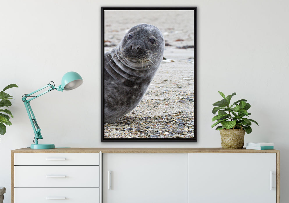 Robbe an Kiesstrand auf Leinwandbild gerahmt verschiedene Größen im Wohnzimmer