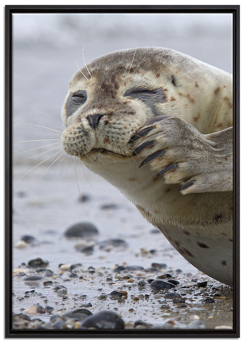 süße Robbe beim Putzen auf Leinwandbild gerahmt Größe 100x70