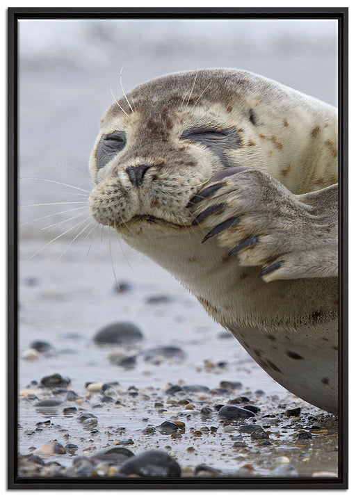 süße Robbe beim Putzen auf Leinwandbild gerahmt Größe 100x70