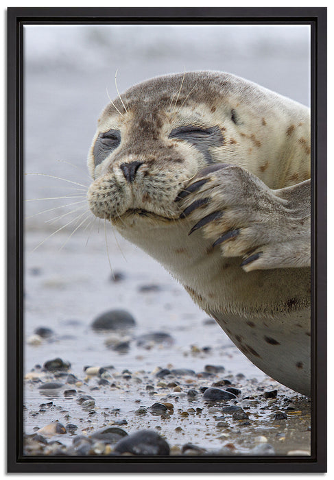 süße Robbe beim Putzen auf Leinwandbild gerahmt Größe 60x40