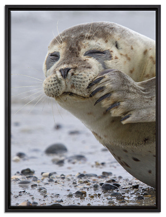 süße Robbe beim Putzen auf Leinwandbild gerahmt Größe 80x60