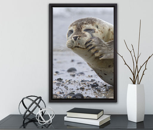 süße Robbe beim Putzen auf Leinwandbild gerahmt mit Kirschblüten