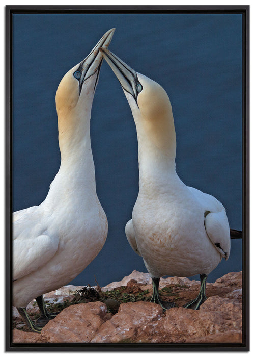 außergewöhnliche Vögel am Meer auf Leinwandbild gerahmt Größe 100x70