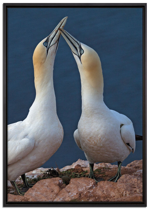 außergewöhnliche Vögel am Meer auf Leinwandbild gerahmt Größe 100x70