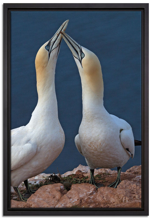 außergewöhnliche Vögel am Meer auf Leinwandbild gerahmt Größe 60x40