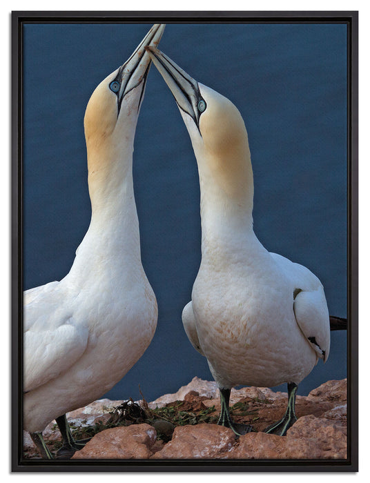 außergewöhnliche Vögel am Meer auf Leinwandbild gerahmt Größe 80x60