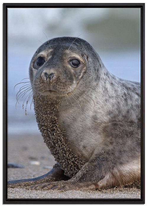 niedliche Robbe am Strand auf Leinwandbild gerahmt Größe 100x70