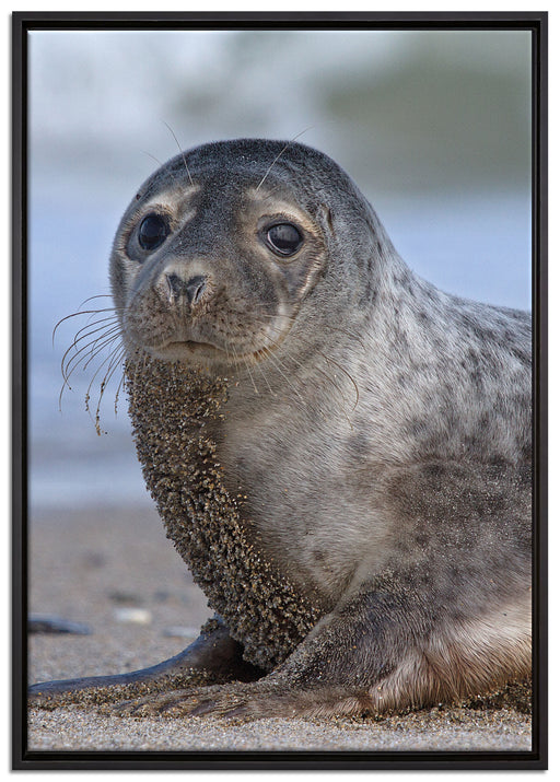 niedliche Robbe am Strand auf Leinwandbild gerahmt Größe 100x70