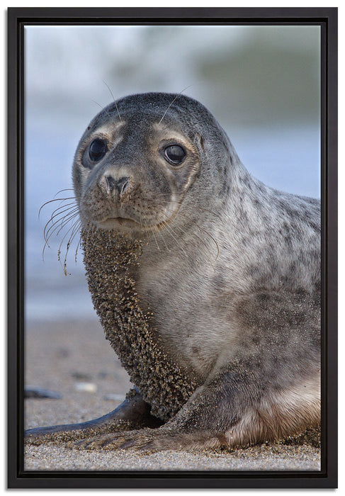 niedliche Robbe am Strand auf Leinwandbild gerahmt Größe 60x40