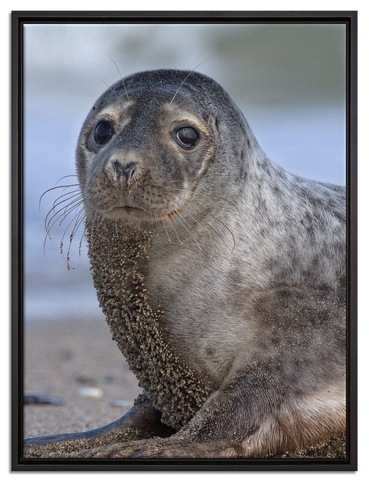 niedliche Robbe am Strand auf Leinwandbild gerahmt Größe 80x60
