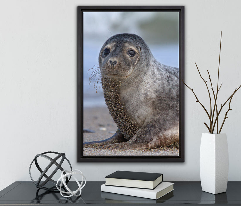 niedliche Robbe am Strand auf Leinwandbild gerahmt mit Kirschblüten